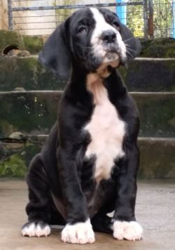 DogsIndia.com - Great Dane - Catalogue Kennel