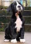 DogsIndia.com - Great Dane - Catalogue Kennel