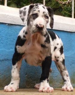 DogsIndia.com - Great Dane - Catalogue Kennel