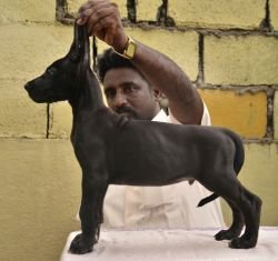 DogsIndia.com - Great Dane - Dane Vision - Vinoth