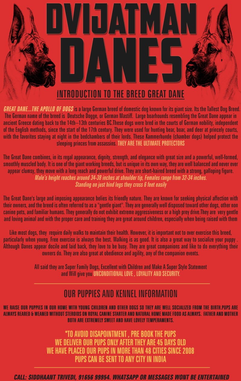 DogsIndia.com - Great Dane - Dvijatman Kennels