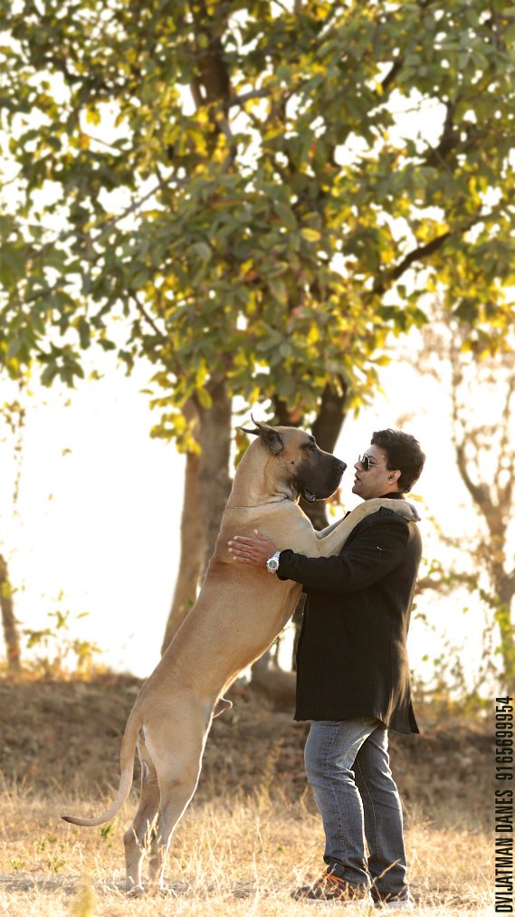 DogsIndia.com - Great Dane - Dvijatman Kennels