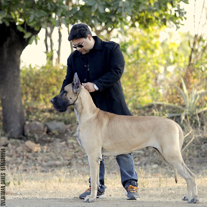 DogsIndia.com - Great Dane - Dvijatman Kennels