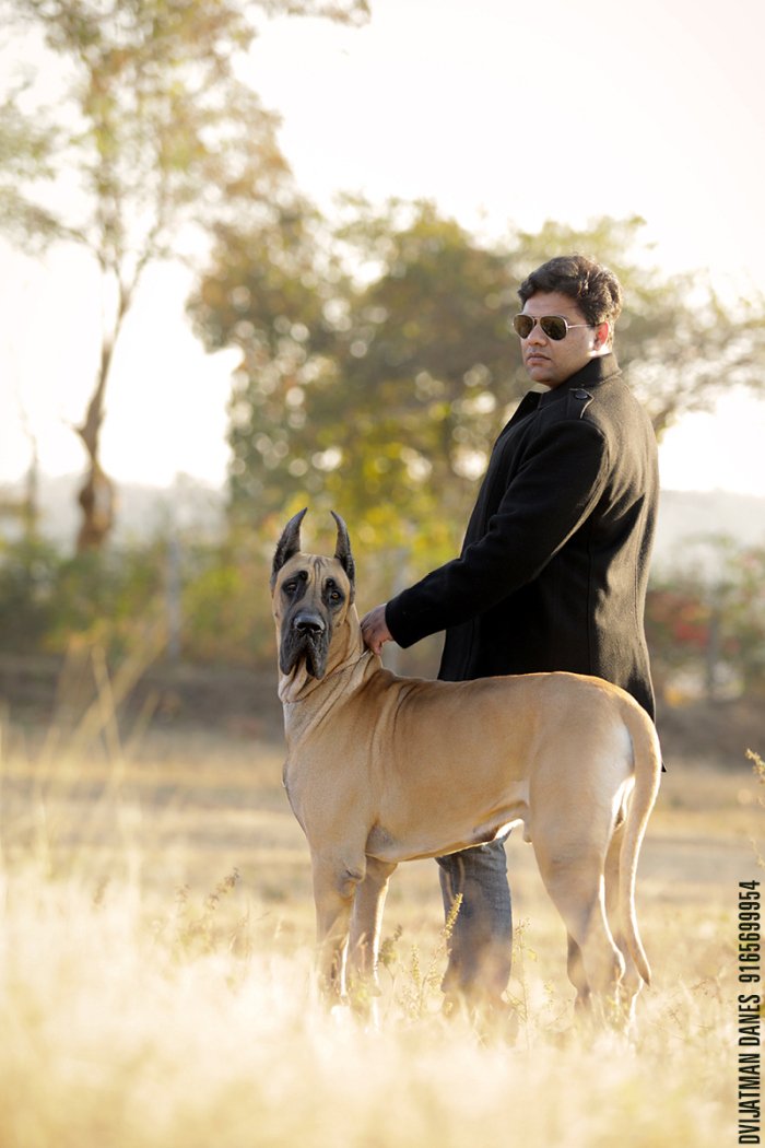 DogsIndia.com - Great Dane - Dvijatman Kennels