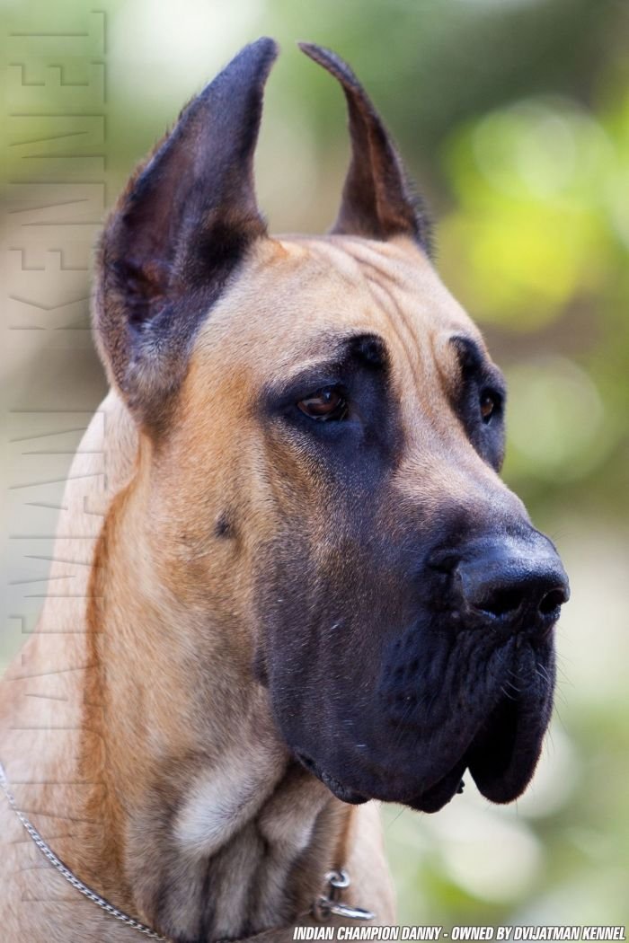 DogsIndia.com - Great Dane - Dvijatman Kennels