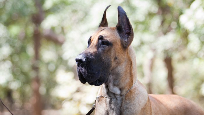 DogsIndia.com - Great Dane - Dvijatman Kennels