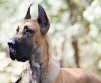 DogsIndia.com - Great Dane - Dvijatman Kennels