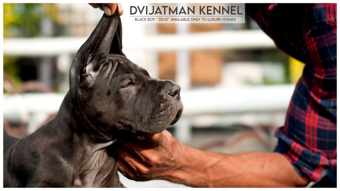 DogsIndia.com - Great Dane - Dvijatman Kennels