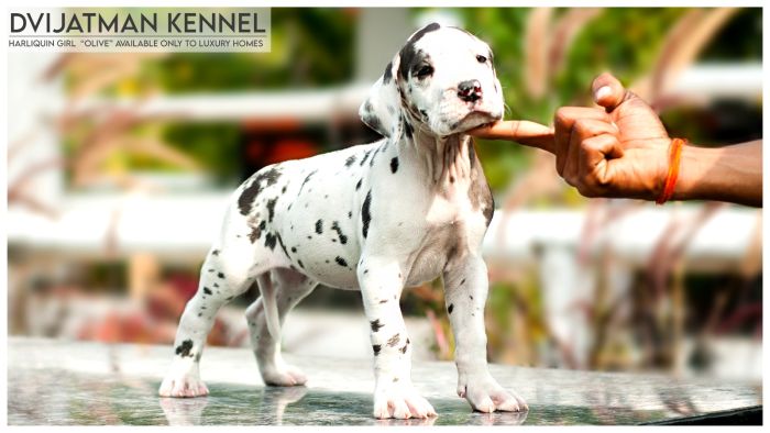 DogsIndia.com - Great Dane - Dvijatman Kennels