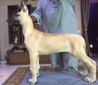 DogsIndia.com - Great Dane - Kalyana Sundaram