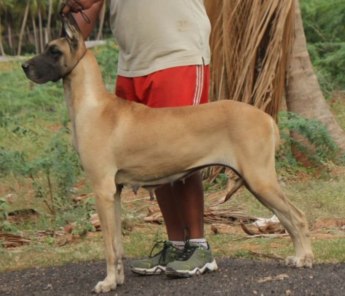 DogsIndia.com - Great Dane - Mayaa Kennels