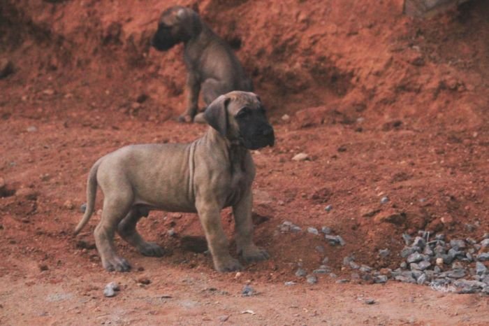DogsIndia.com - Great Dane - Mayaa Kennels