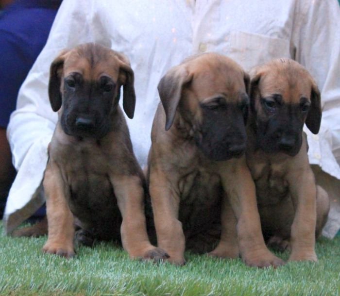 DogsIndia.com - Great Dane - Mayaa Kennels