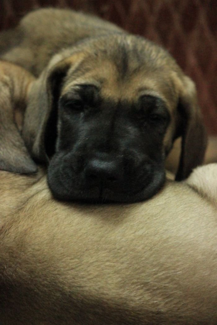 DogsIndia.com - Great Dane - Mayaa Kennels