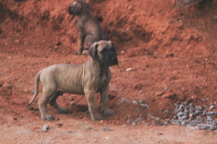 DogsIndia.com - Great Dane - Mayaa Kennels