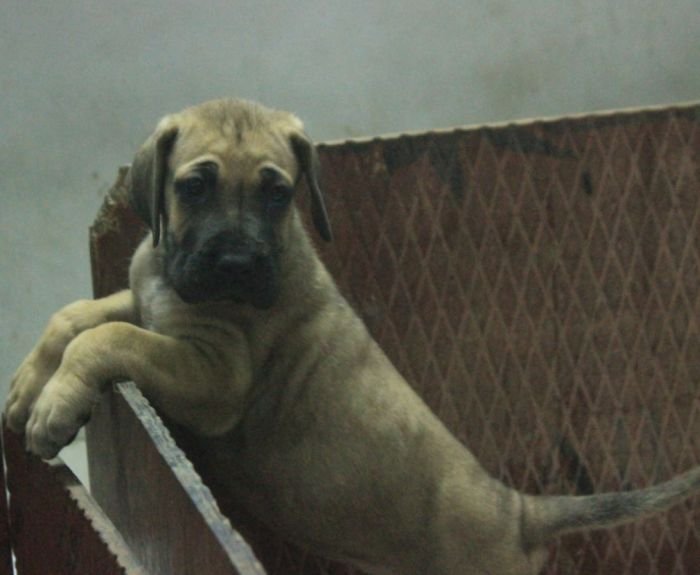 DogsIndia.com - Great Dane - Mayaa Kennels