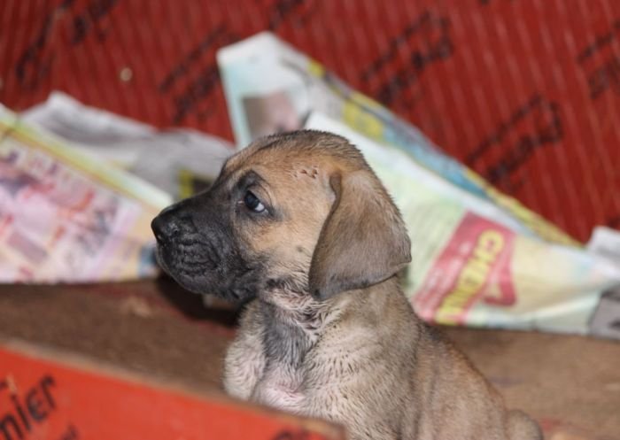 DogsIndia.com - Great Dane - Mayaa Kennels