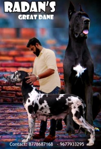 DogsIndia.com - Great Dane - Prasanna, Coimbatore