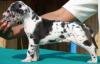 DogsIndia.com - Great Dane - Prasanna, Coimbatore
