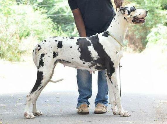 DogsIndia.com - Great Dane - Winbros Kennel - Krishnakumar