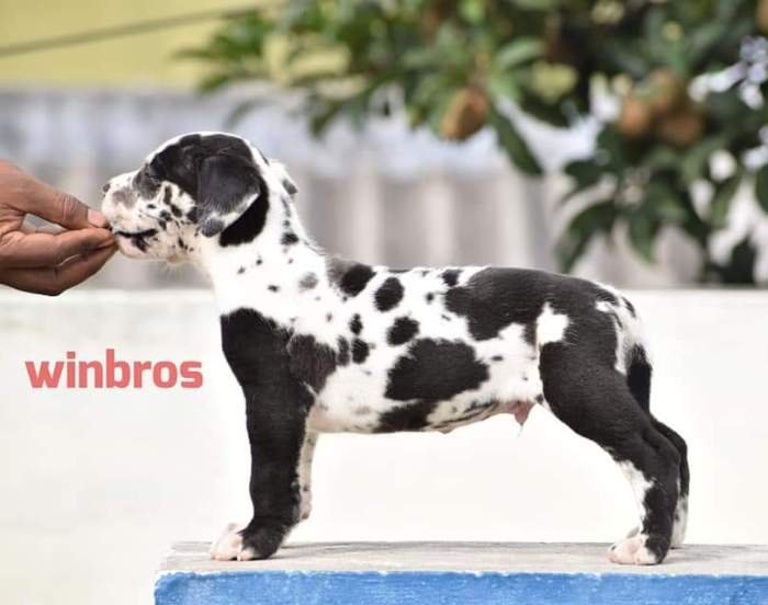 DogsIndia.com - Great Dane - Winbros Kennel - Krishnakumar