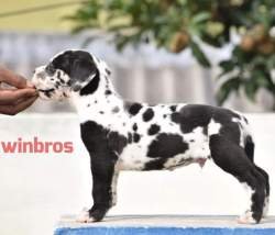 DogsIndia.com - Great Dane - Winbro Kennels - Krishnakumar