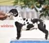 DogsIndia.com - Great Dane - Winbros Kennel - Krishnakumar