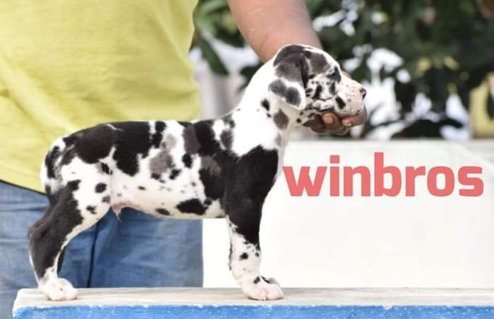 DogsIndia.com - Great Dane - Winbros Kennel - Krishnakumar