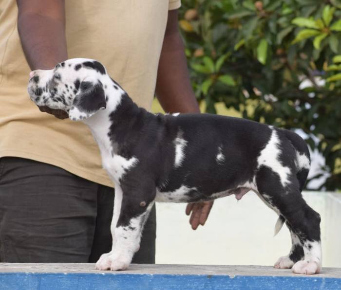 DogsIndia.com - Great Dane - Winbros Kennel - Krishnakumar