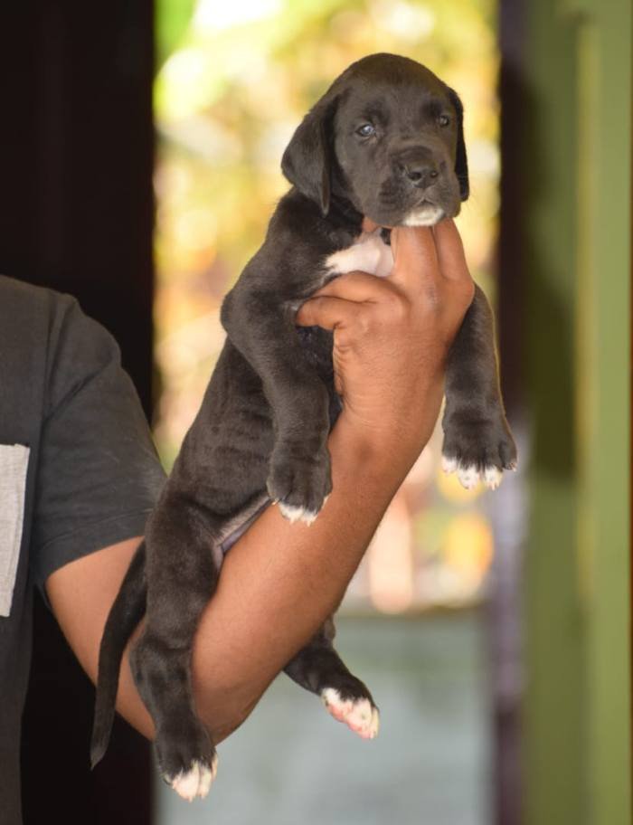 DogsIndia.com - Great Dane - Winbros Kennel - Krishnakumar
