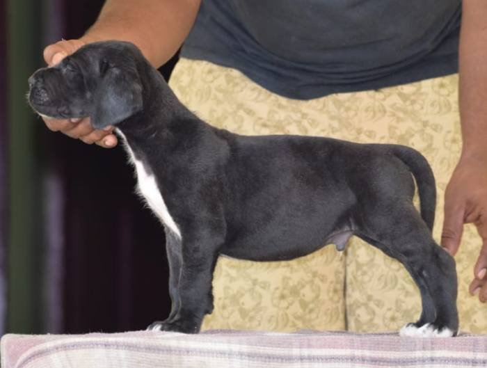 DogsIndia.com - Great Dane - Winbros Kennel - Krishnakumar