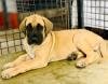 DogsIndia.com - Great Dane - Winbros Kennel - Krishnakumar