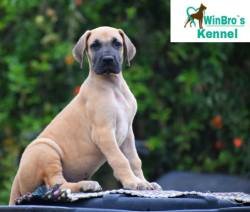 DogsIndia.com - Great Dane - Winbro Kennels - Krishnakumar
