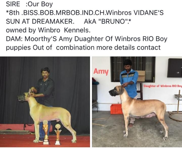 DogsIndia.com - Great Dane - Winbros Kennel - Krishnakumar