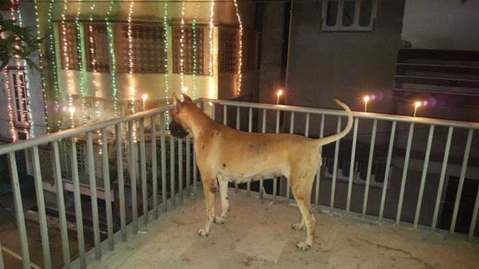 DogsIndia.com - Great Dane - Angshuman