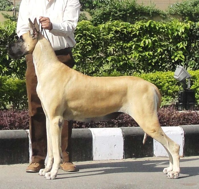 DogsIndia.com - Great Dane - Angshuman