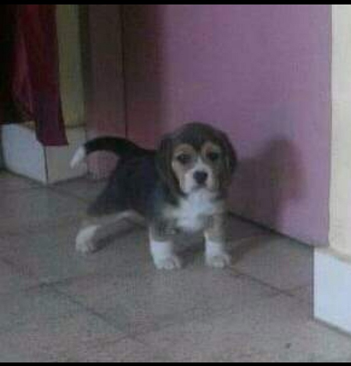 DogsIndia.com - Grown Up Beagle - Kishor