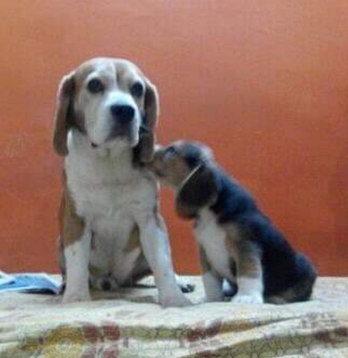 DogsIndia.com - Grown Up Beagle - Kishor