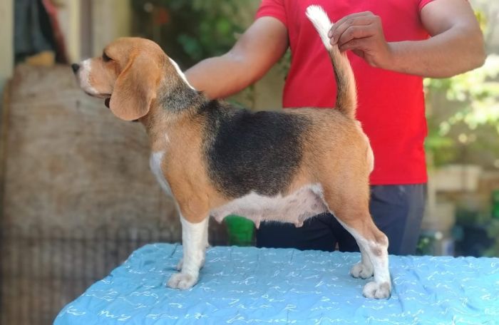 DogsIndia.com - Grown-Up Female Beagle For Sale - Tennison