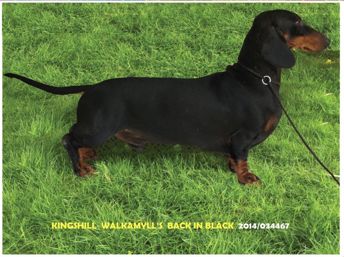 Grown-Up Dachshund for sale from Krishnamurthy