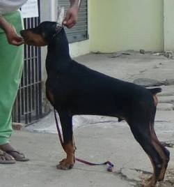 DogsIndia.com - Dobermann - Matchpoint - Karthikeyan