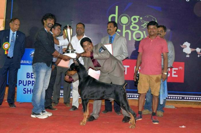 DogsIndia.com - Dobermann - Matchpoint - Karthikeyan