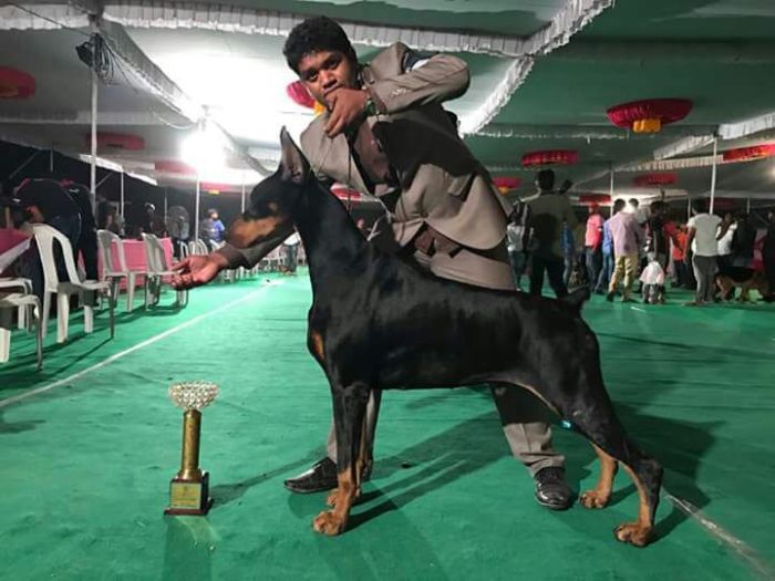 DogsIndia.com - Dobermann - Matchpoint - Karthikeyan