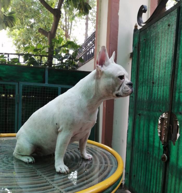 DogsIndia.com - French Bulldog - Grown Up - Anirudh