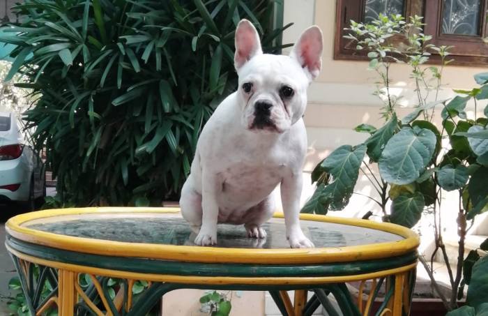 DogsIndia.com - French Bulldog - Grown Up - Anirudh