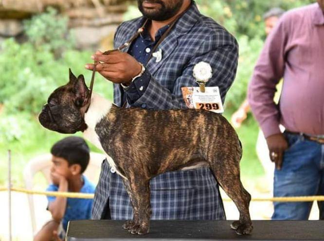 DogsIndia.com - French Bulldog Grown-Up - Venkatesh (AP)