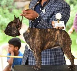DogsIndia.com - French Bulldog Grown-Up - Venkatesh (AP)
