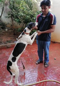 DogsIndia.com - Greyhound, Grown-Up Puppy - Akram