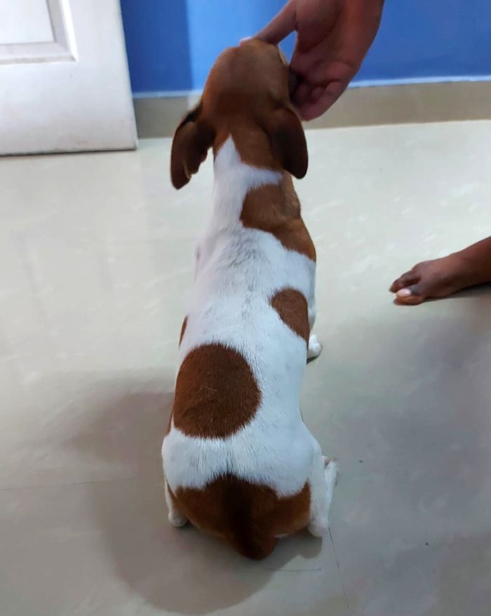 DogsIndia.com - Grown Up Jack Russell Terrier For Sale - Matchpoint Kennel