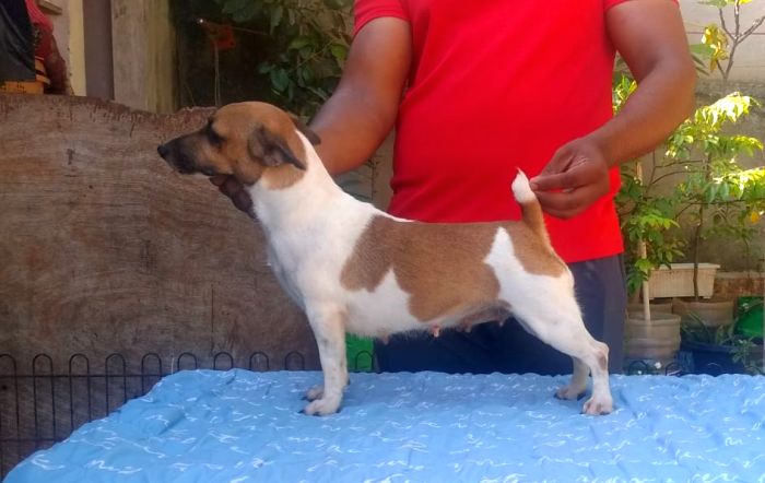DogsIndia.com - Grown-Up Female Jack Russell Terrier for sale - Tennison